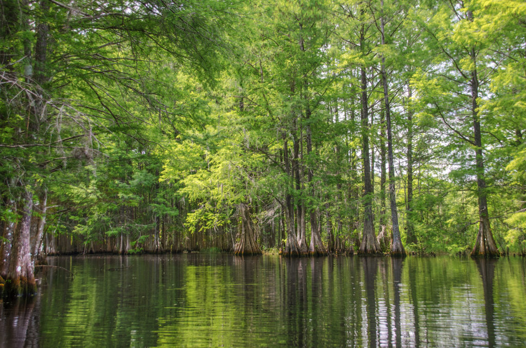 New Spring Growth on Bald Cypress