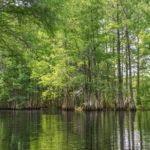 New Spring Growth on Bald Cypress