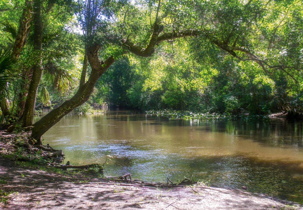 Ocklawaha at Gore's Landing