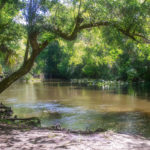 Ocklawaha at Gore's Landing