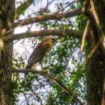 Red Shouldered Hawk