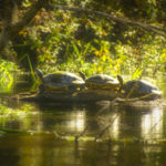 Three Turtles