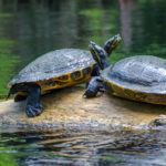 Two Turtles