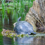 Yellow-bellied slider - Trachemys s. scripta