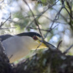 Young Bird at Devil's Eye Spring