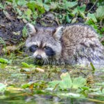 Young Raccoon