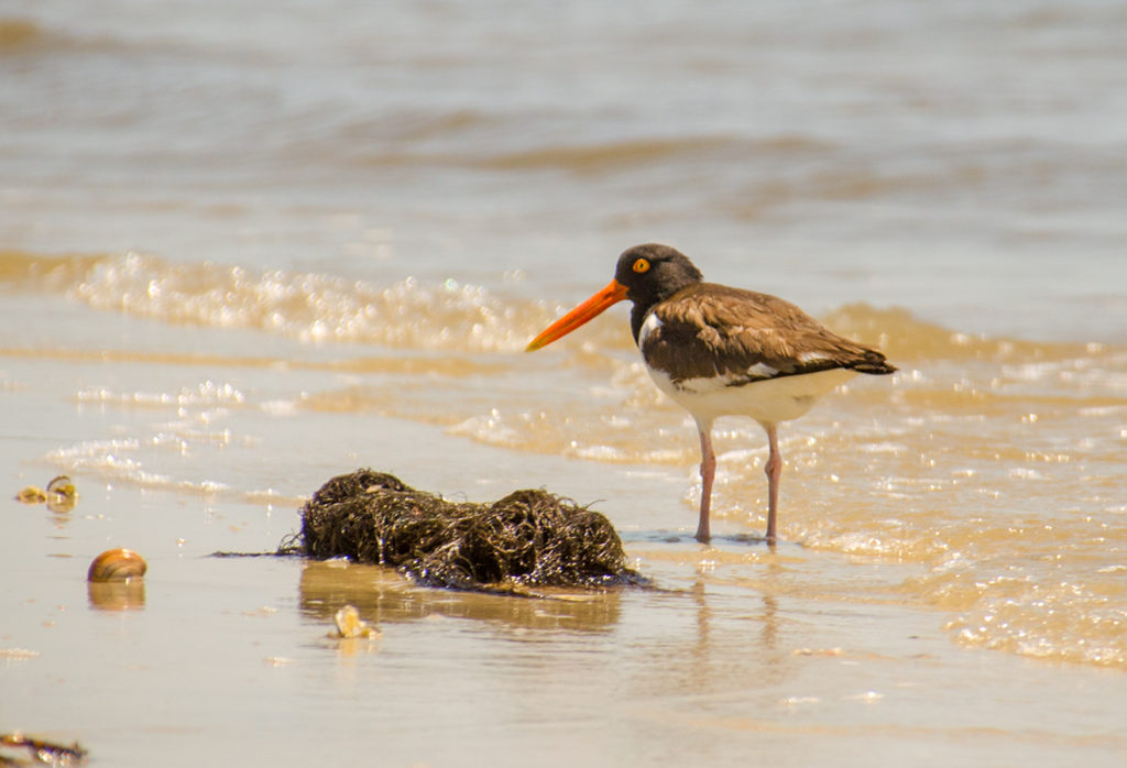 American Oystercatcher - Haematopus palliatus