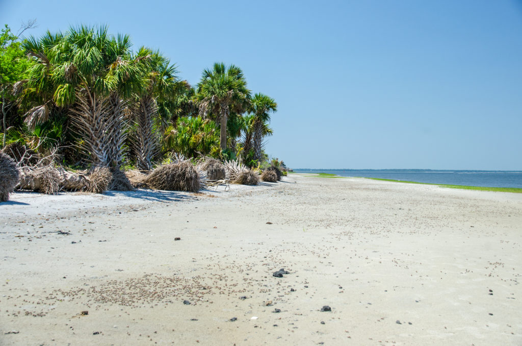 Crabs on Cumberland Coast