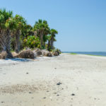 Crabs on Cumberland Coast