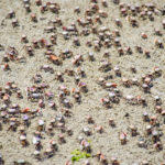 Cumberland Island Fiddler Crabs