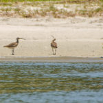 Eastern Curlew - Numenius madagascariensis