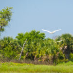 Egrets on Cumberland