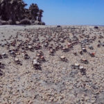 Fidler Crabs on Cumberland Island beach