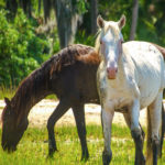 Horses on Cumberland Island