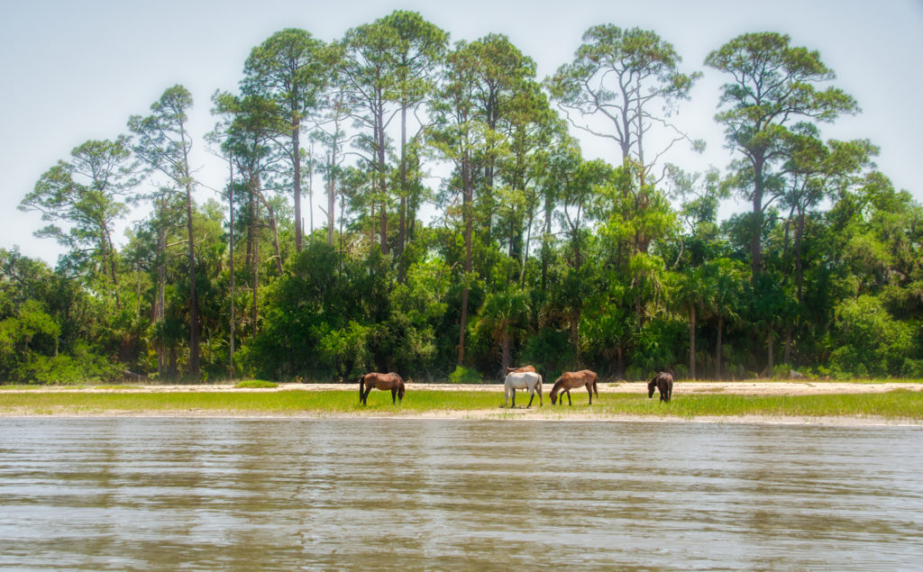Wild Horses on Cumberland Island