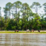 Wild Horses on Cumberland Island