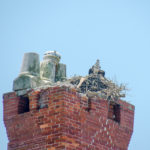 Osprey Nest in Dungeness Chimney Ruins