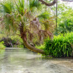 Palm over Juniper Creek