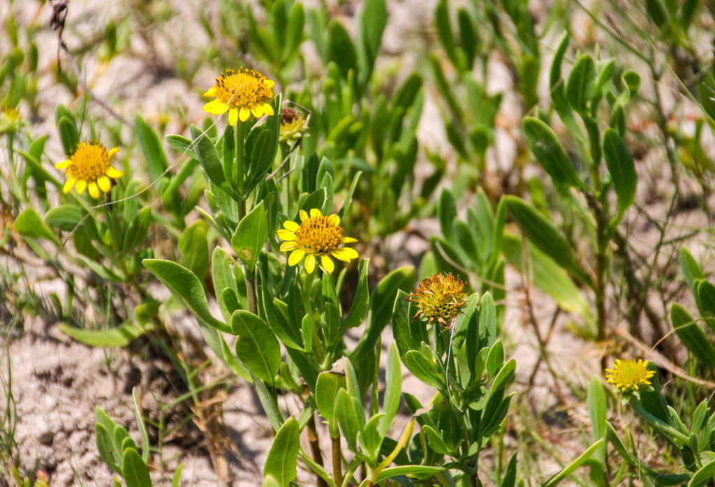 Sea Oxeye Daisy - Borrichia frutescens