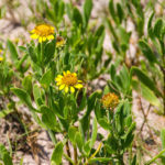 Sea Oxeye Daisy - Borrichia frutescens