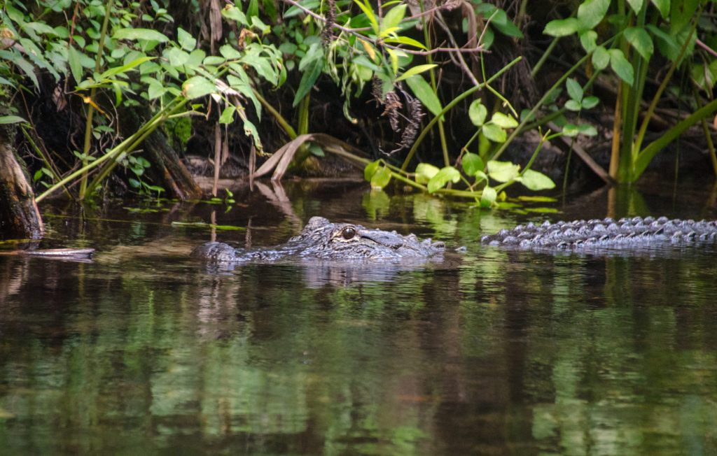 A Watchful Gator on Juniper Creek