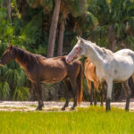 Wild Horses Profile