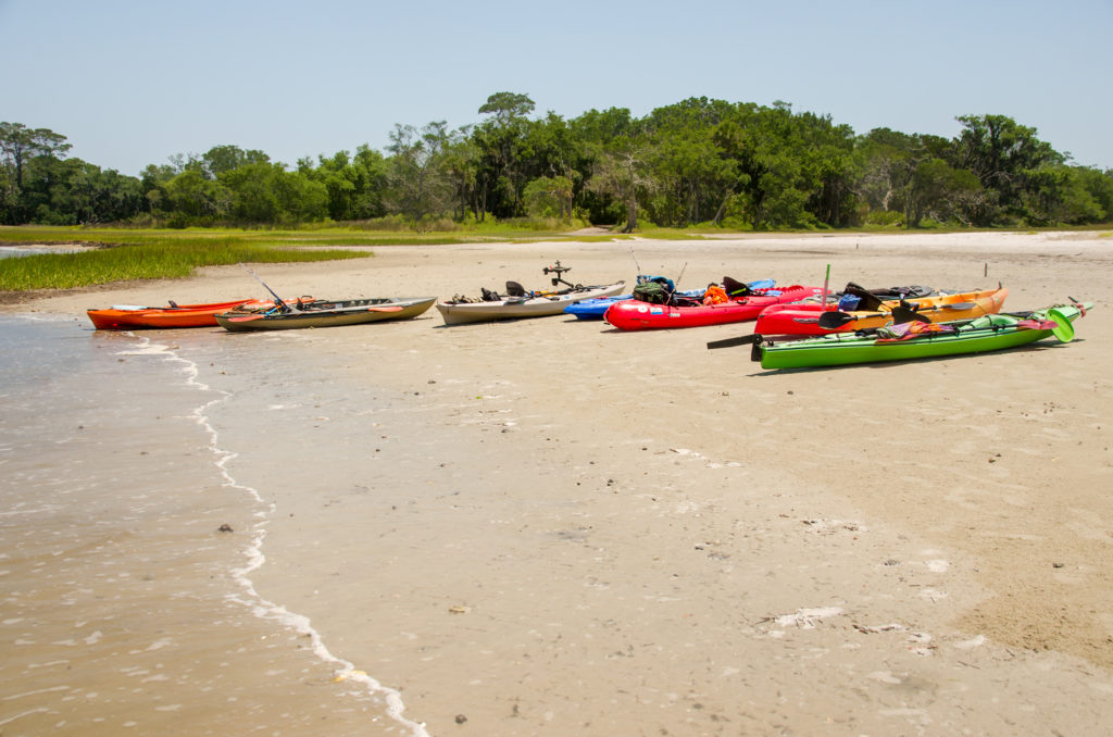 Yaks on Cumberland Island