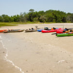 Yaks on Cumberland Island