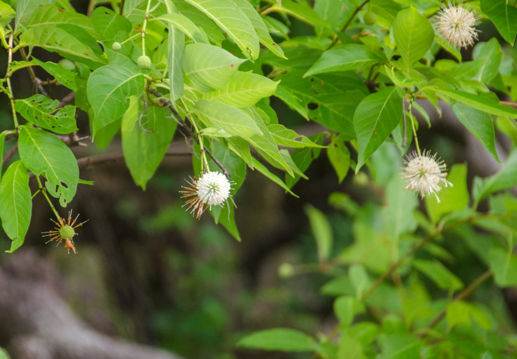 Button Bush - Suwannee River