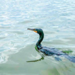 Cormorant Companion