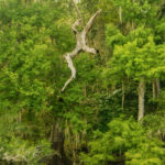 Devil Cypress Leaps into Suwannee River