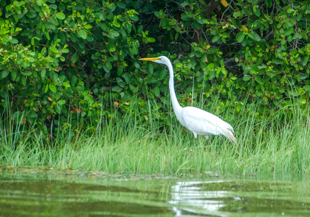 Egret among the Mangroves