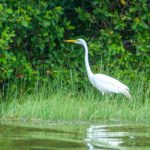 Egret among the Mangroves