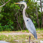 Friendly Great Blue Heron