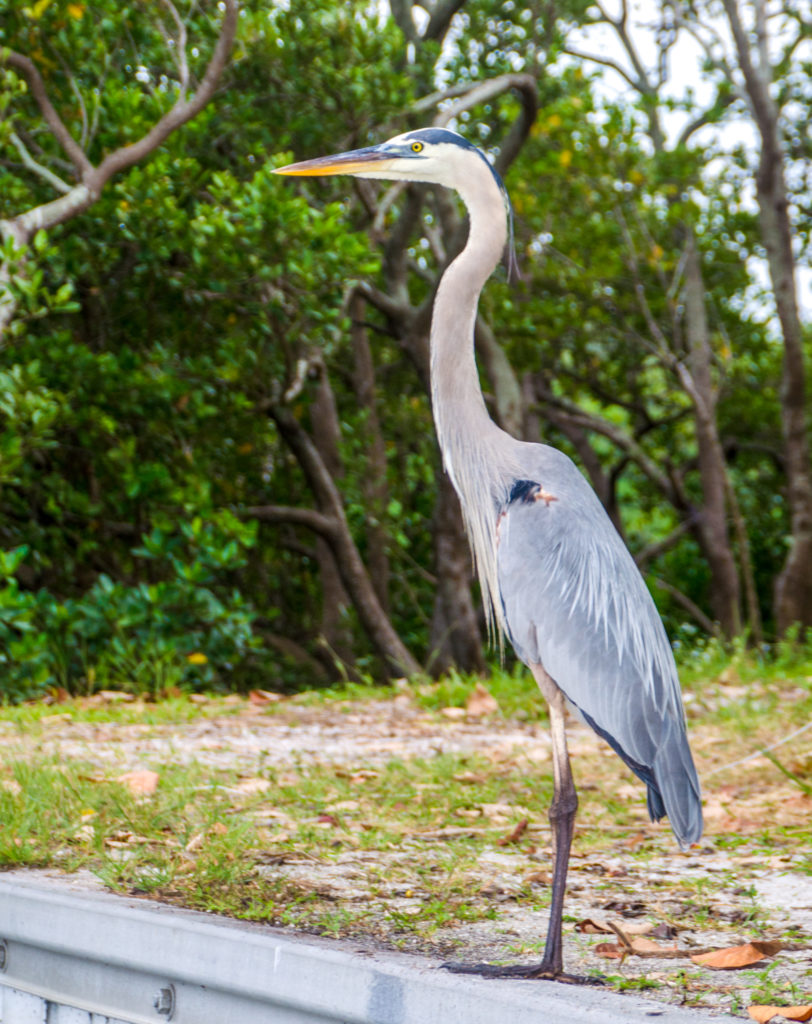 Friendly Great Blue Heron