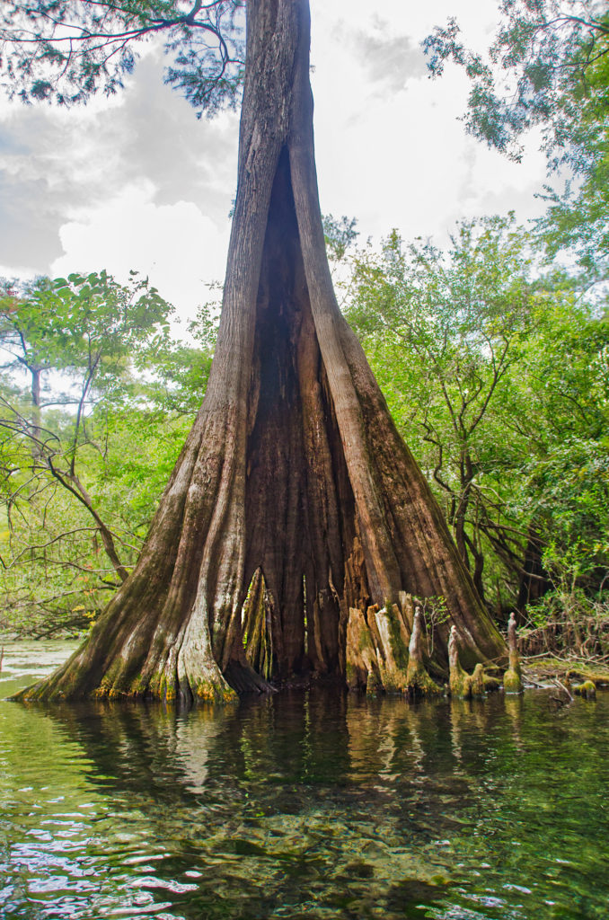 Hollow Cypress Tree