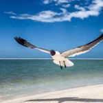 Laughing Gull Takes Flight