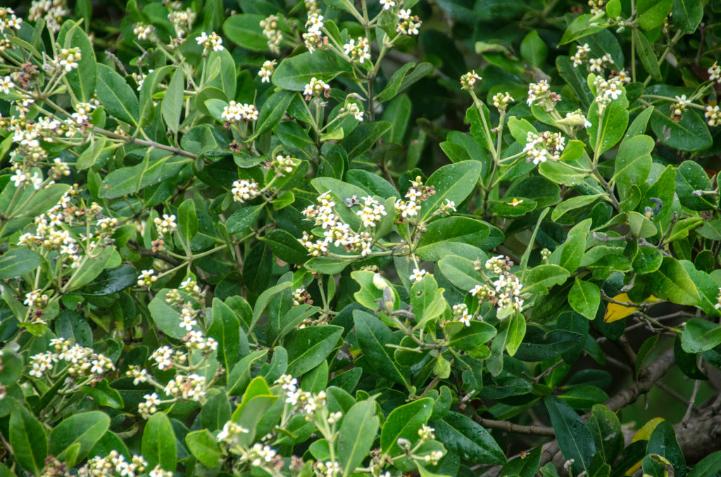 Mangrove Blossoms