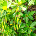 Mangrove Seed Rhizomes