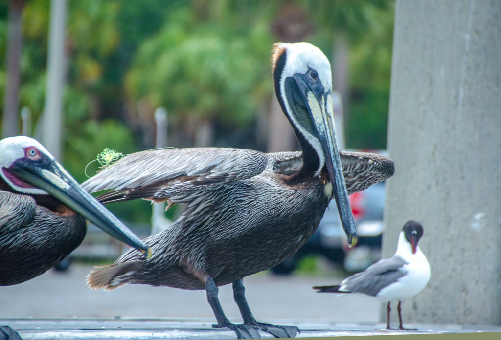 Pelican Prepped for Flight