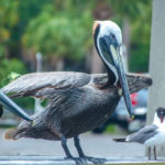 Pelican Prepped for Flight