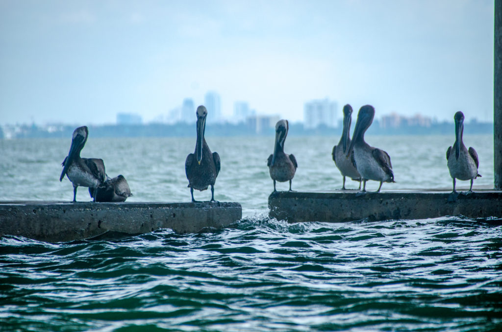 Pelican Silhouettes