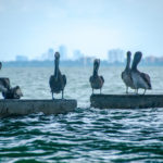 Pelican Silhouettes