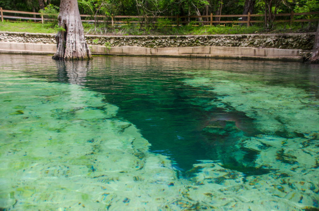 Rock Bluff Spring - Suwannee River