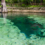 Rock Bluff Spring - Suwannee River