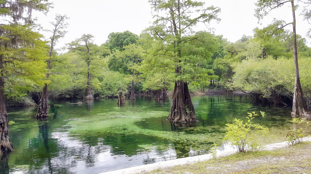 Rock Bluff Spring