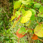 Sea Grapes