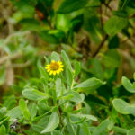 Sea OxEye Daisy