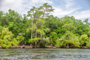 Suwannee River Shoreline