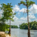 Suwannee River at Log Landing WMA